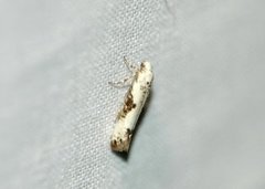 Ash Bud Moth (Prays fraxinella)