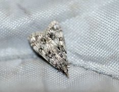 Little Grey (Eudonia lacustrata)