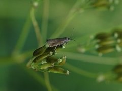 Pea Moth (Cydia nigricana)