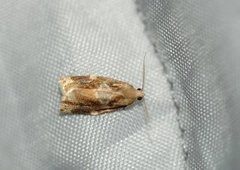 Variegated Golden Tortrix (Archips xylosteana)