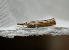 Barred Grass-veneer (Agriphila inquinatella)