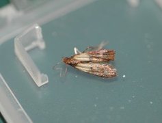 Indian Meal Moth (Plodia interpunctella)
