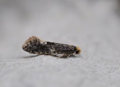 Carrion Moth (Monopis weaverella)