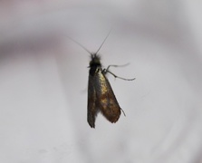 Small Long-horn (Nemophora minimella)