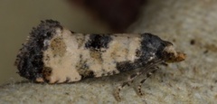 Little Conch (Cochylis dubitana)