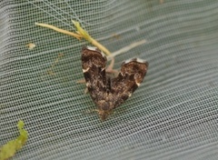 Common Nettle-tap (Anthophila fabriciana)