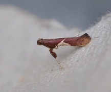 White-triangle Slender (Caloptilia stigmatella)