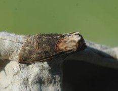 Dark Spectacle (Abrostola triplasia)
