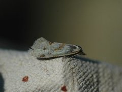 Yarrow Conch (Aethes smeathmanniana)