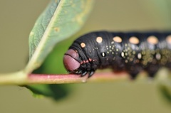 Bedstraw Hawk-moth (Hyles gallii)