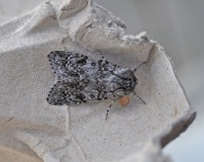 Sweet Gale Moth (Acronicta euphorbiae)