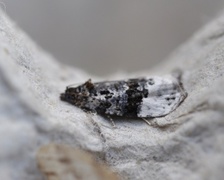 White-shouldered Marble (Apotomis turbidana)