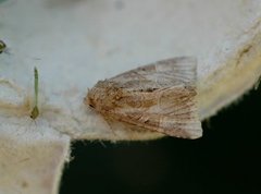 Cloaked Minor (Mesoligia furuncula)