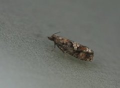 Spruce Bud Moth (Zeiraphera ratzeburgiana)