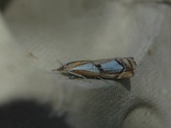 Pearl Grass-veneer (Catoptria pinella)