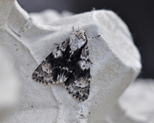 Alder Moth (Acronicta alni)
