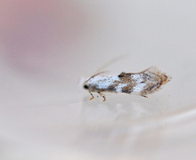 Buckthorn Bent-wing (Bucculatrix frangutella)