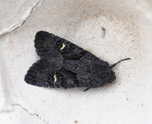 Black Rustic (Aporophyla nigra)