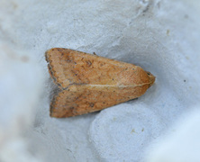 Scarce Bordered Straw (Helicoverpa armigera)