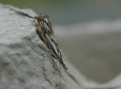 Chequered Grass-veneer (Catoptria falsella)