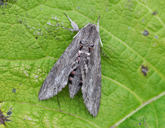 Convolvulus Hawk-moth (Agrius convolvuli)