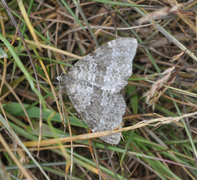 Grey Mountain Carpet (Entephria caesiata)