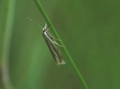 Hook-streaked Grass-Veneer (Crambus lathoniellus)