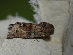 Broom Moth (Ceramica pisi)