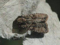 Slåttengfly (Apamea remissa)