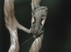 Setaceous Hebrew Character (Xestia c-nigrum)