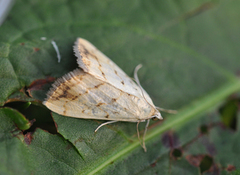 Marbled Yellow Pearl (Evergestis extimalis)