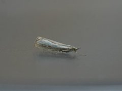 Pearl-band Grass Veneer (Catoptria margaritella)