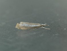Pearl-band Grass Veneer (Catoptria margaritella)