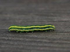 Rødt hagefly (Ceramica pisi)