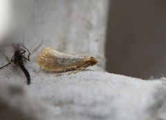 Fairy long horn moths (Adelidae)