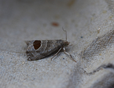 Bramble Shoot Moth (Notocelia uddmanniana)