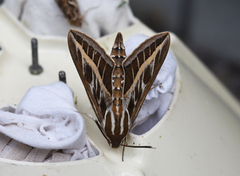 Striped Hawk-moth (Hyles livornica)