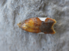 White-triangle Button (Acleris holmiana)