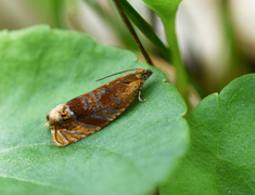 Honeysuckle Bell (Eucosmomorpha albersana)