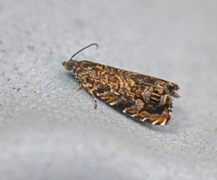 Cherry Bark Moth (Enarmonia formosana)