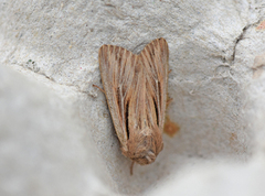 Shoulder-striped Wainscot (Leucania comma)