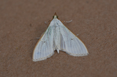 Hvit engmott (Palpita vitrealis)