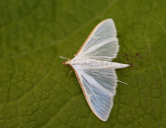 Olive-tree Pearl (Palpita vitrealis)