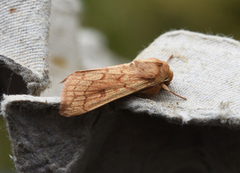 The Delicate (Mythimna vitellina)