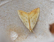 Marbled Yellow Pearl (Evergestis extimalis)