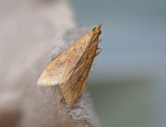 Rusty-dot Pearl (Udea ferrugalis)