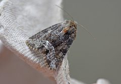 Tawny Marbled Minor (Oligia latruncula)