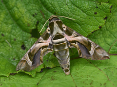 Oleandersvermer (Daphnis nerii)