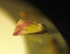 Purpurdvergfly (Eublemma purpurina)