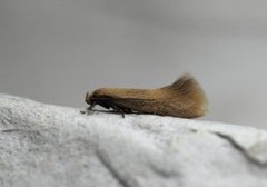 Buff Dwarf (Elachista subalbidella)